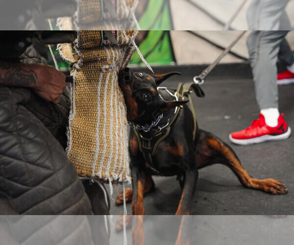 Medium Photo #43 Doberman Pinscher Puppy For Sale in FORT LAUDERDALE, FL, USA