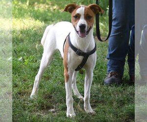 Ollie - Male Boxer-Unknown Mix Dog for Adoption - Photo #2
