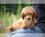 Small Photo #1 Poodle (Miniature) Puppy For Sale in BLUFORD, IL, USA