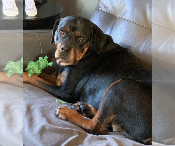 Medium Photo #3 Rottweiler Puppy For Sale in Brooklyn Center, MN, USA