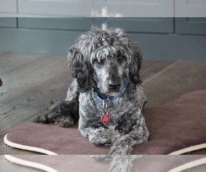 Valen - Male Sheepadoodle Dog for Adoption - Photo #6