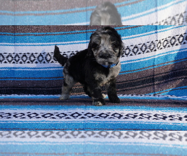 Medium Photo #3 Labradoodle Puppy For Sale in CORPUS CHRISTI, TX, USA