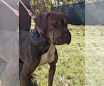 Small #2 Chinese Shar-Pei Mix