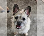 Small Brussels Griffon-French Bulldog Mix