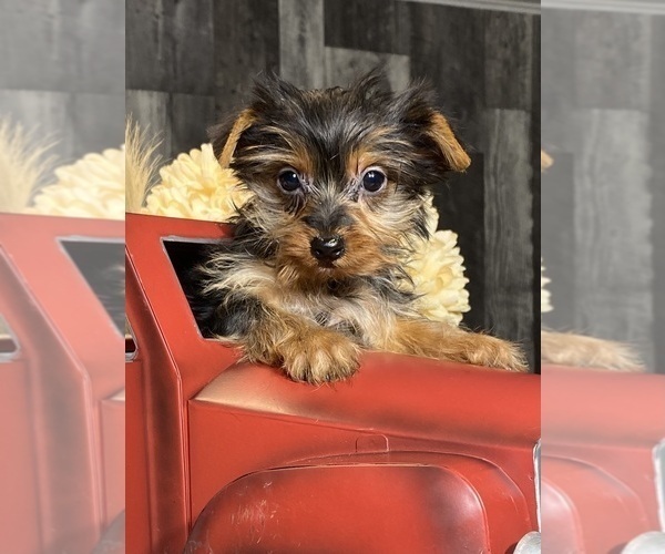 Medium Photo #2 Yorkshire Terrier Puppy For Sale in CANOGA, NY, USA