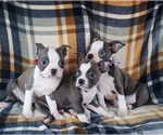 Small Photo #19 Boston Terrier Puppy For Sale in MINERAL WELLS, WV, USA