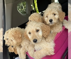 Goldendoodle Puppy for Sale in GREENVILLE, South Carolina USA