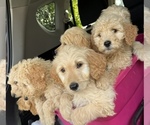 Small Photo #1 Goldendoodle Puppy For Sale in GREENVILLE, SC, USA