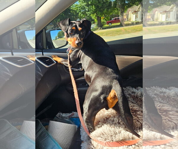 Medium Photo #3 Doxie-Pin Puppy For Sale in Euless, TX, USA