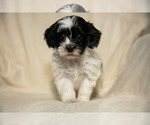 Small #1 Poovanese