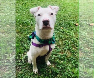 Grits - Male American Staffordshire Terrier-Unknown Mix Dog for Adoption - Photo #6