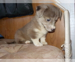 Small Photo #48 Australian Shepherd-Pembroke Welsh Corgi Mix Puppy For Sale in GALLEGOS, NM, USA