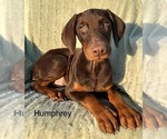 Small #4 Doberman Pinscher