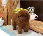Small Photo #5 Poodle (Toy) Puppy For Sale in SAN FRANCISCO, CA, USA