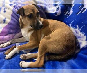 Elektra - Female Mutt Dog for Adoption - Photo #8