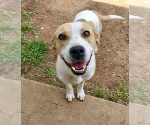 Medium Photo #20 Great Pyrenees-Unknown Mix Puppy For Sale in Mooresville, NC, USA