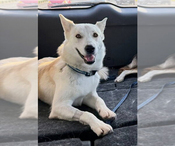 Medium Photo #2 Siberian Husky Puppy For Sale in Carrollton, TX, USA