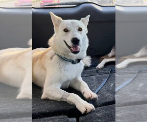 Diesel - Male Siberian Husky Dog for Adoption - Photo #2