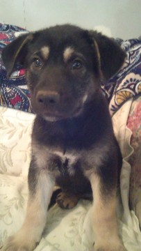 Medium Photo #1 German Shepherd Dog-Unknown Mix Puppy For Sale in CAMAS, WA, USA