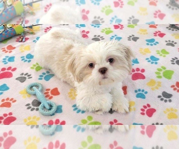 Medium Photo #9 Shih Tzu Puppy For Sale in ORO VALLEY, AZ, USA