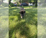 Small #3 Akita