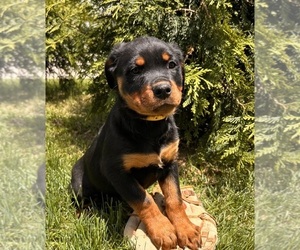 Rottweiler Puppy for sale in MIDDLEBURY, IN, USA