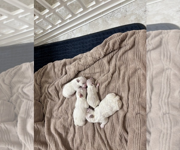 Medium Photo #2 Maltese Puppy For Sale in HARVEST, AL, USA