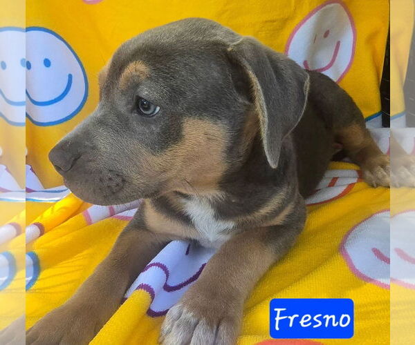Medium Photo #2 Catahoula Leopard Dog-Unknown Mix Puppy For Sale in Alexander, AR, USA
