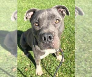 Mutt Dogs for adoption in Woodland, CA, USA