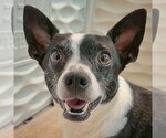 Small #5 Jack-Rat Terrier