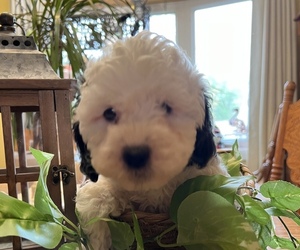 Cock-A-Poo Puppy for sale in BAYVILLE, NJ, USA