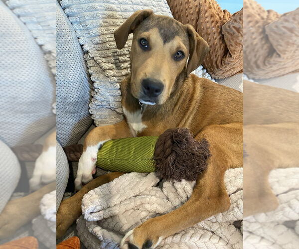 Medium Photo #2 Retriever -Unknown Mix Puppy For Sale in Springdale, PA, USA