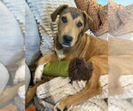 Small #1 Retriever  Mix