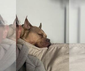 Deuce - Male Mutt Dog for Adoption - Photo #2