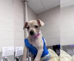 Small Chihuahua Mix