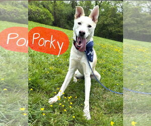 Siberian Husky-Unknown Mix Dogs for adoption in Lexington Park, MD, USA