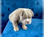 Small Photo #33 English Bulldog Puppy For Sale in SACRAMENTO, CA, USA