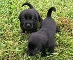 Small Photo #5 Labrador Retriever Puppy For Sale in CHILLICOTHE, MO, USA