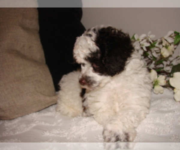 Medium Photo #1 Poodle (Toy) Puppy For Sale in PLEASANTVILLE, TN, USA