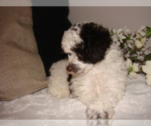 Poodle (Toy) Puppy for sale in PLEASANTVILLE, TN, USA