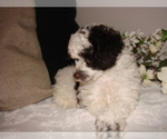 Small Photo #1 Poodle (Toy) Puppy For Sale in PLEASANTVILLE, TN, USA