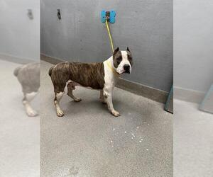 American Bulldog-Unknown Mix Dogs for adoption in Las Vegas, NV, USA