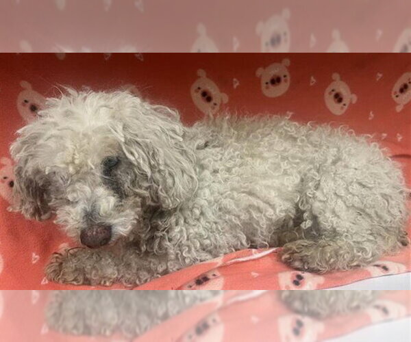 Medium Photo #1 Poodle (Miniature) Puppy For Sale in HESPERIA, CA, USA