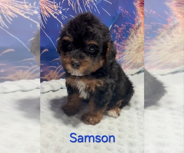 Medium Photo #1 Yorkipoo Puppy For Sale in AZLE, TX, USA