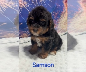 Yorkipoo Puppy for sale in AZLE, TX, USA