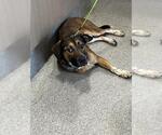 Small English Coonhound Mix