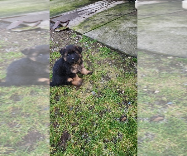 Medium Photo #3 German Shepherd Dog Puppy For Sale in LAKE STEVENS, WA, USA