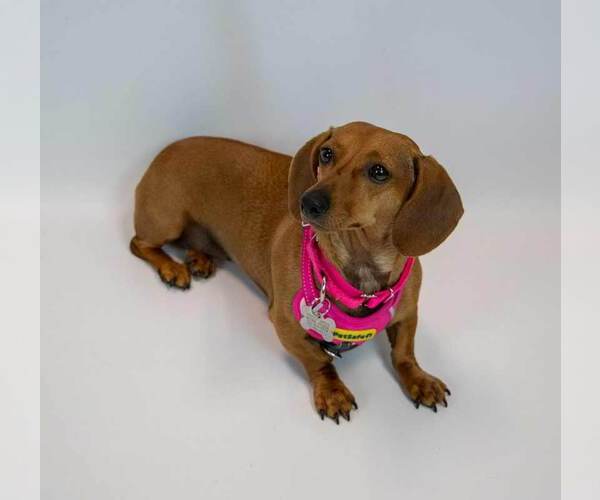 Medium Photo #3 Dachshund Puppy For Sale in Kennesaw, GA, USA