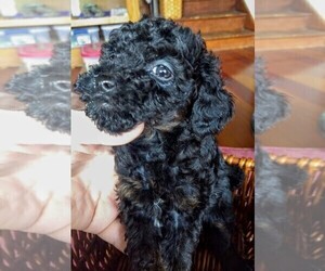 Poodle (Toy) Puppy for sale in DARLINGTON, ID, USA