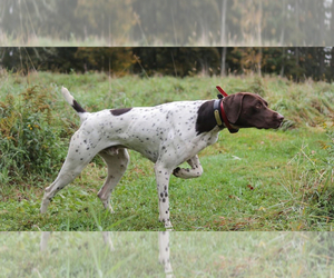 Father of the German Shorthaired Pointer puppies born on 01/09/2024
